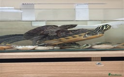 Turtle reptiles for sale: Two cutie turtle, free. Looking for a new family  - Image 5