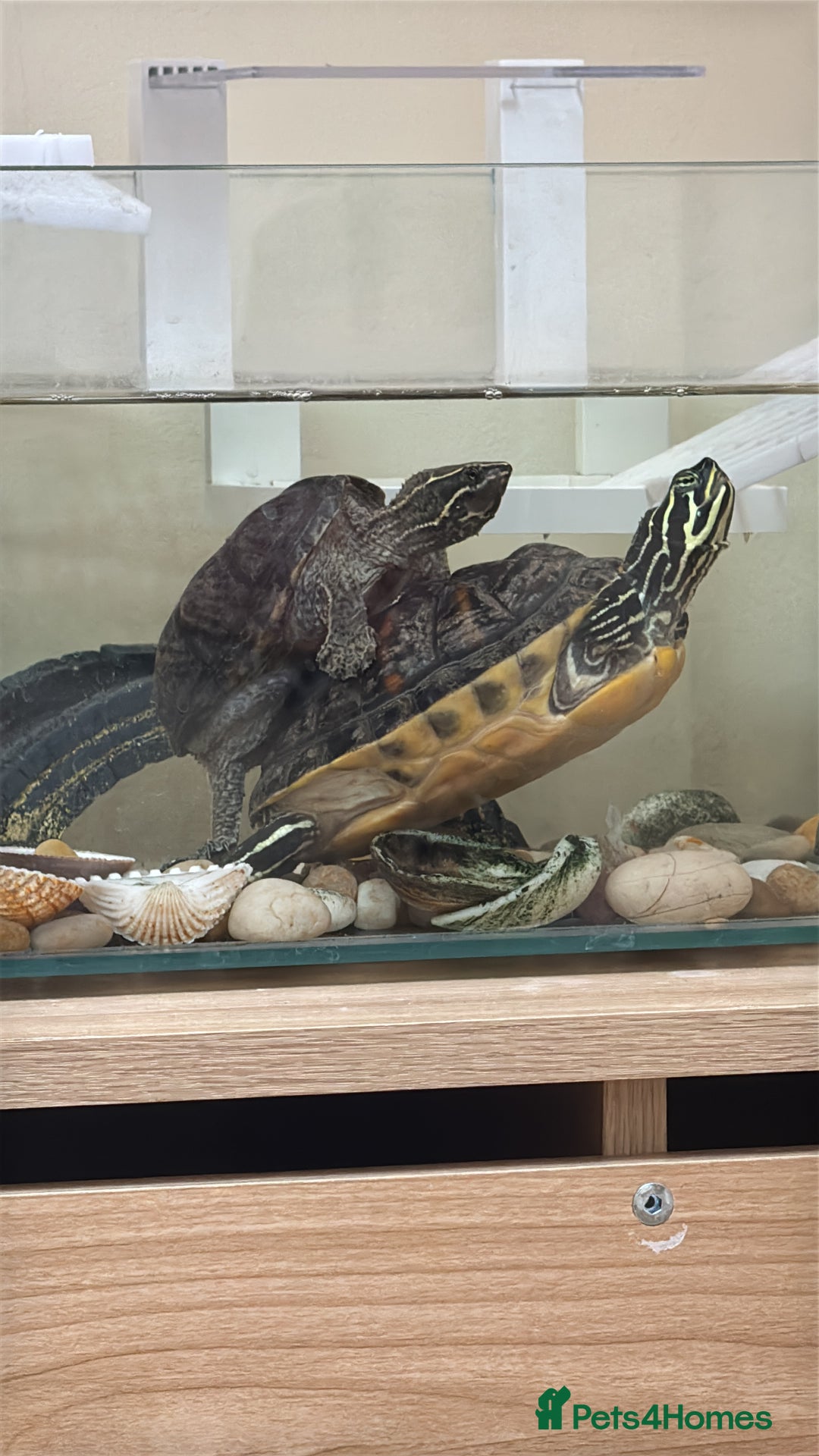 Turtle reptiles for sale: Two cutie turtle, free. Looking for a new family  - Image 5