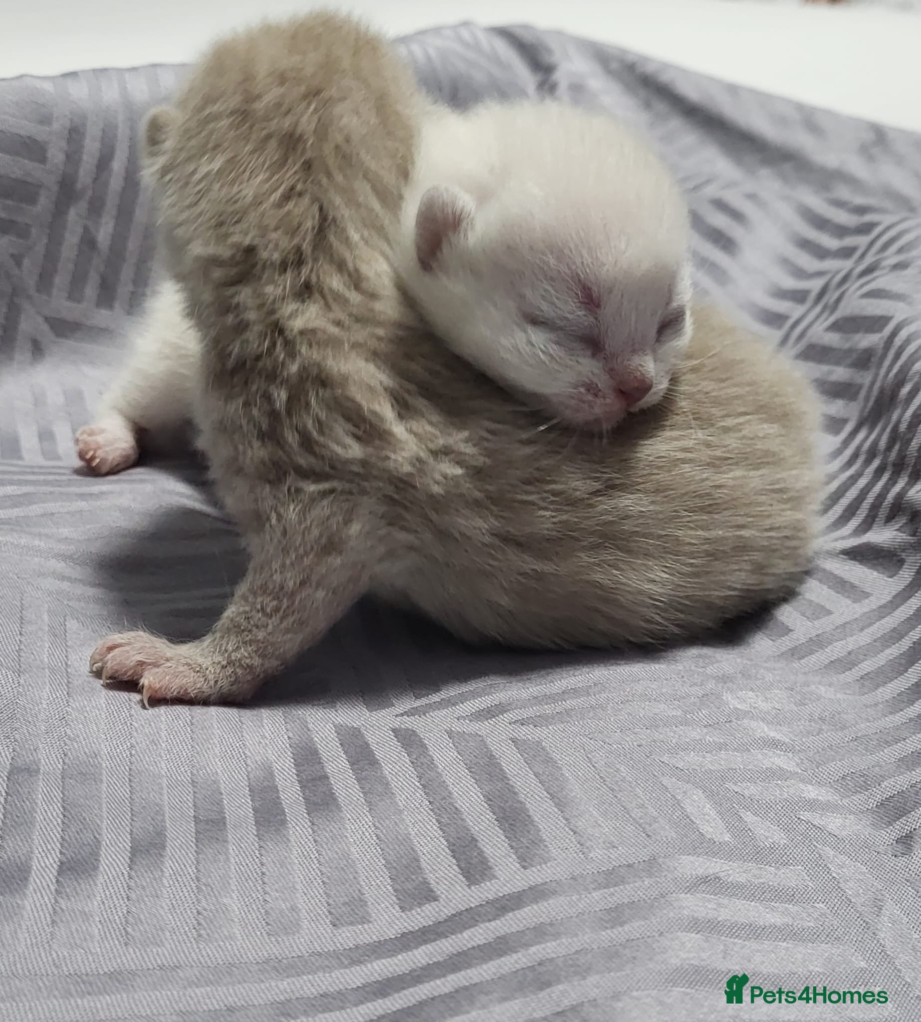 British Shorthair cats ☆☆ Exceptional full pedigree british shorthairs ☆☆ - Advert 1