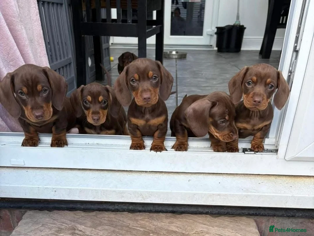 Miniature Dachshund dogs for stud: KC reg Isabella & Tan Stud! Free ovulation test in Stockton-on-Tees - Advert 33