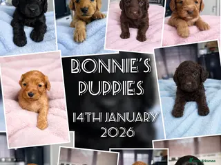 Cockapoo dogs Cockerpoo Puppies F2 - Advert 16