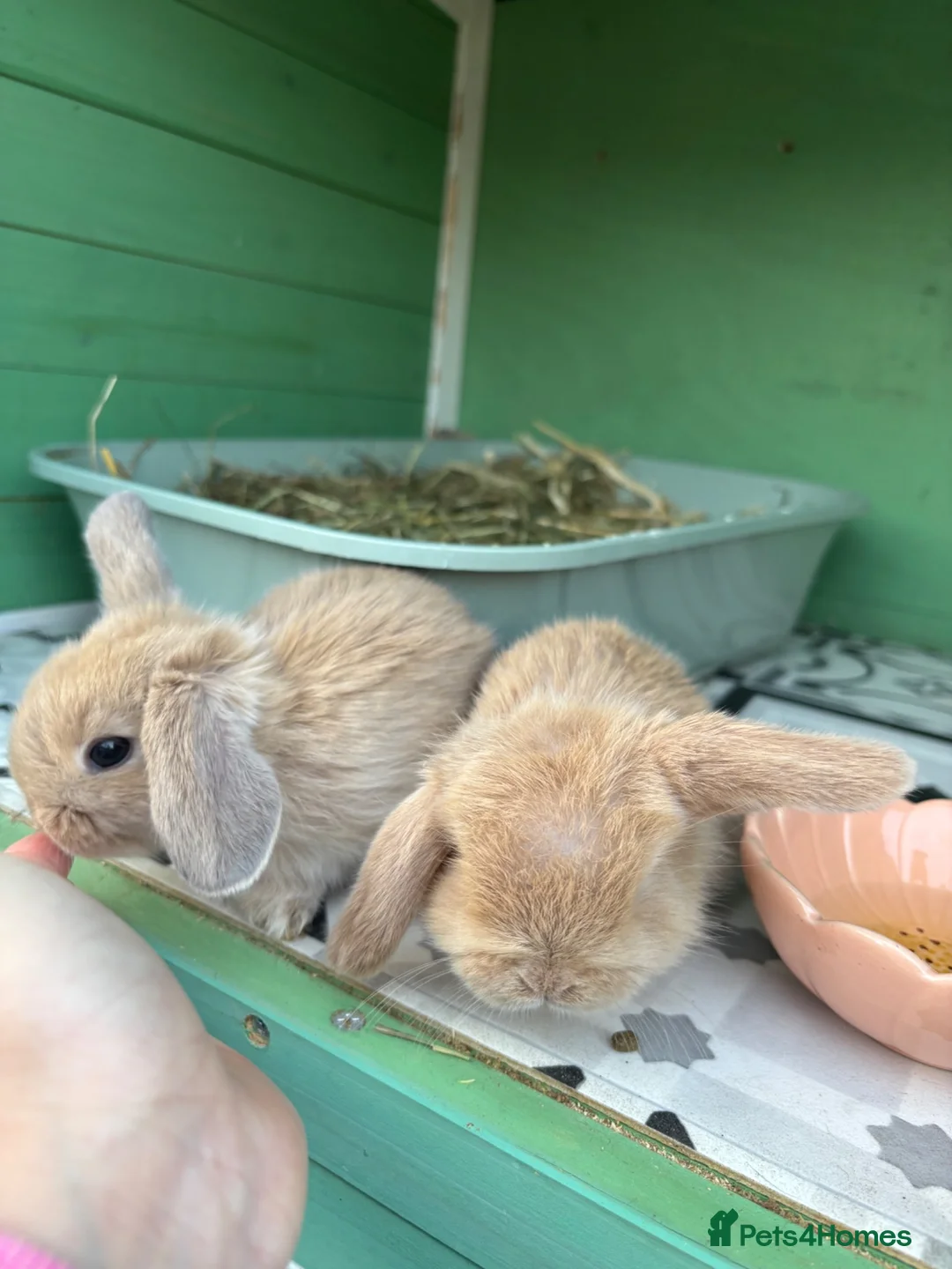 Mini Lop rabbits for sale: New born mini lop rabbits - Advert 24