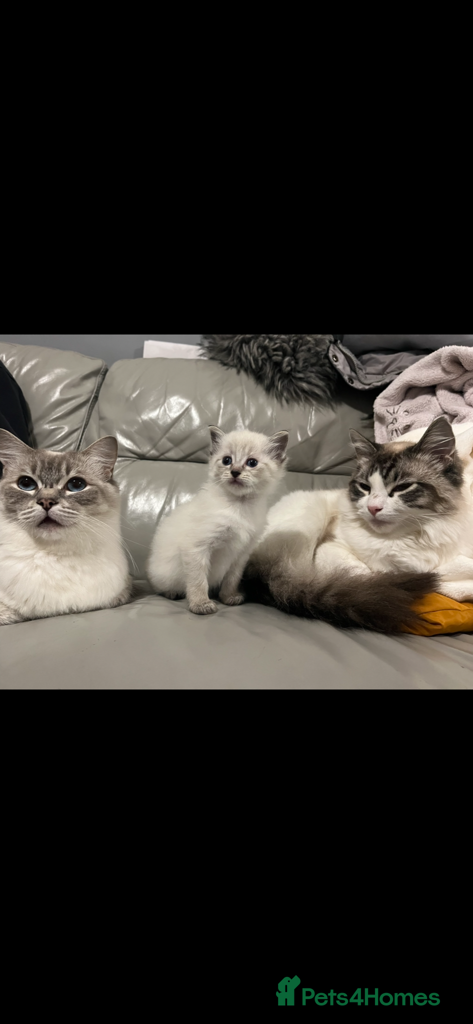 Ragdoll cats Male ragdoll kittens  - Advert 18