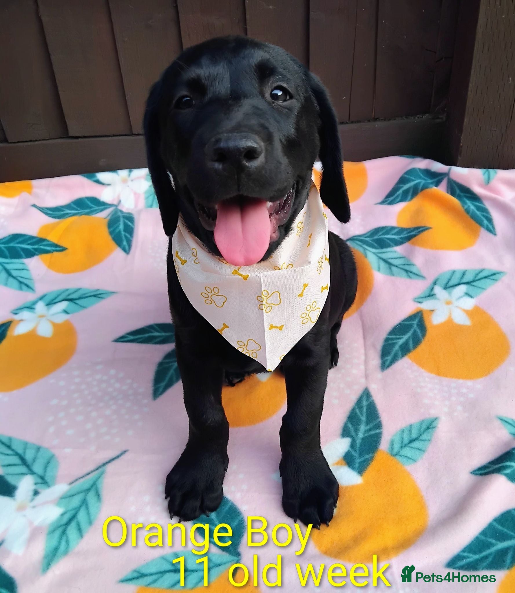 Labrador Retriever dogs 🐾 ONLY 1 BOY LEFT – READY FOR FOREVER HOMES! ❤️ - Advert 18