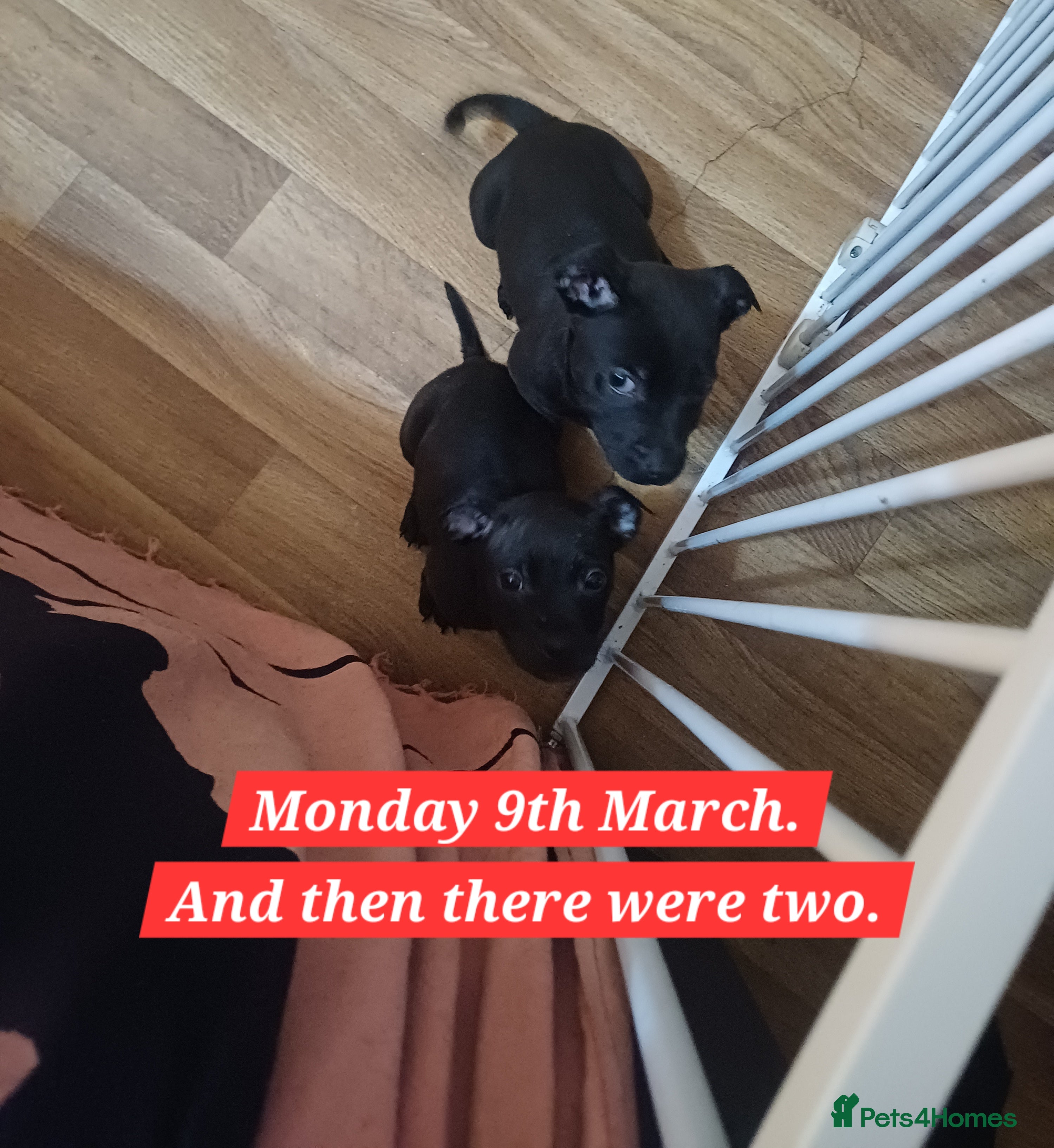 Mixed Breed dogs Staffordshire Bull Terrier, quarter Jack Russell. - Advert 1