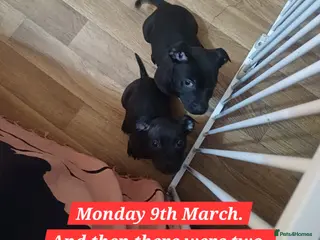 Mixed Breed dogs Staffordshire Bull Terrier, quarter Jack Russell. - Advert 3