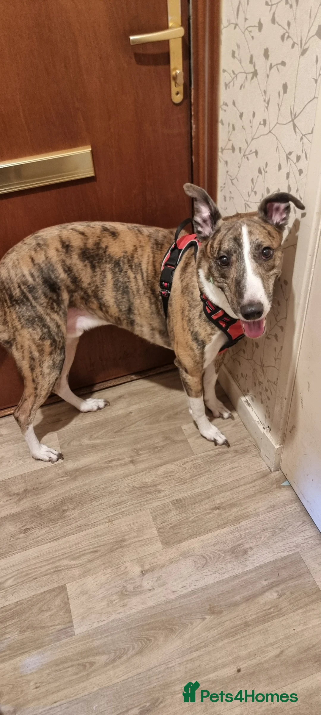 Lurcher dogs for sale: Rehoming Our Dog Due To Circumstances  - Advert 2