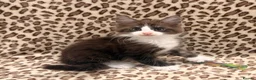 Maine Coon cats for sale: Maine coon polydactyl boy available on active  - Advert 8