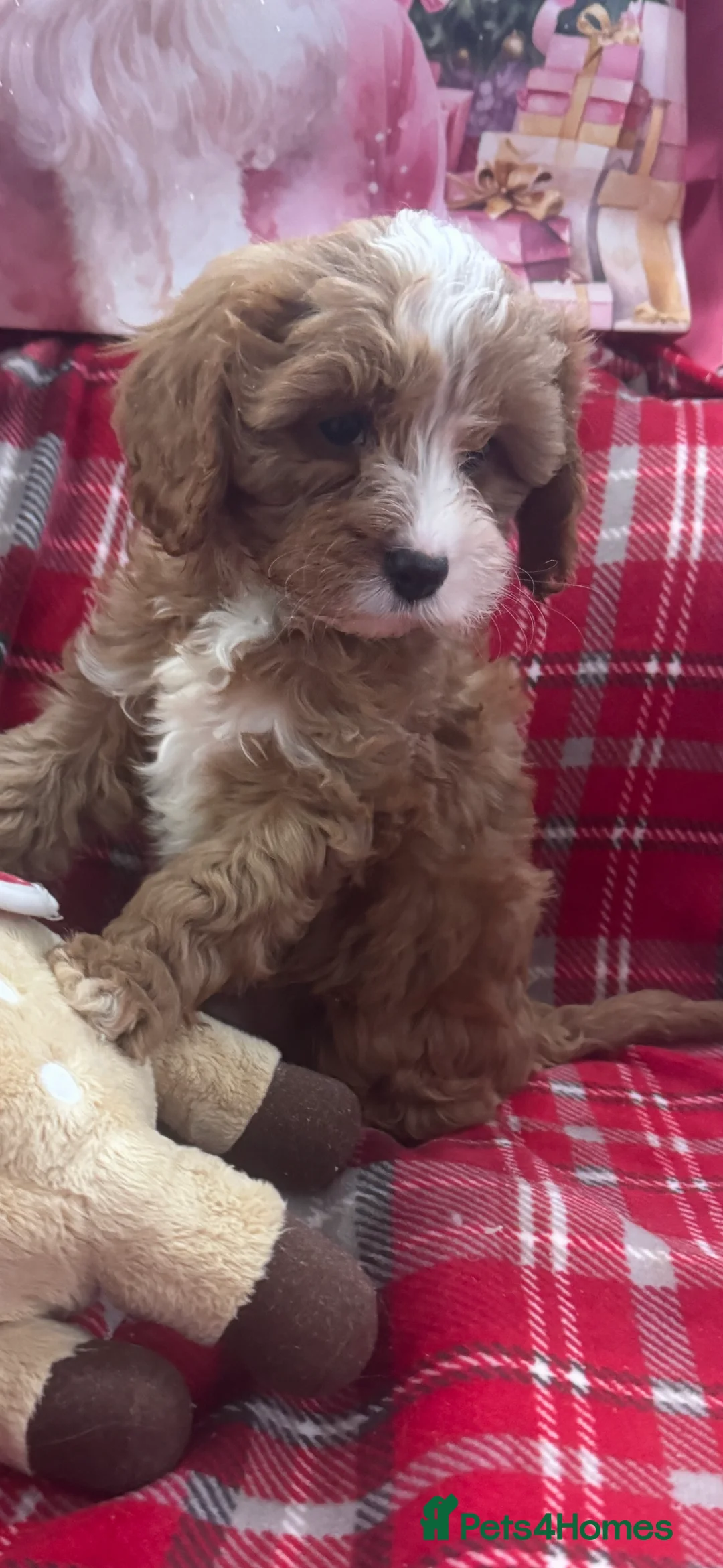 Cavapoo dogs for sale: Cavapoo boy pups ready now 🏡 - Advert 17