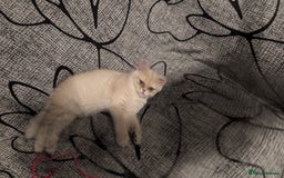 British Shorthair cats for sale: Little funny adorable girl  - Image 15