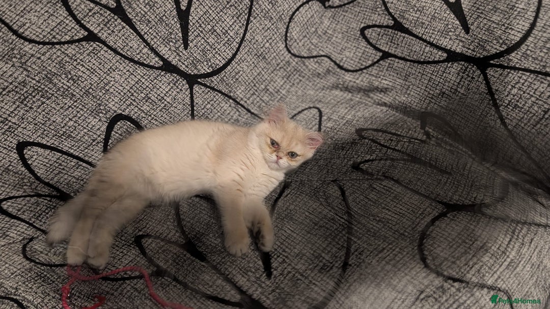 British Shorthair cats for sale: Little funny adorable girl  - Image 15