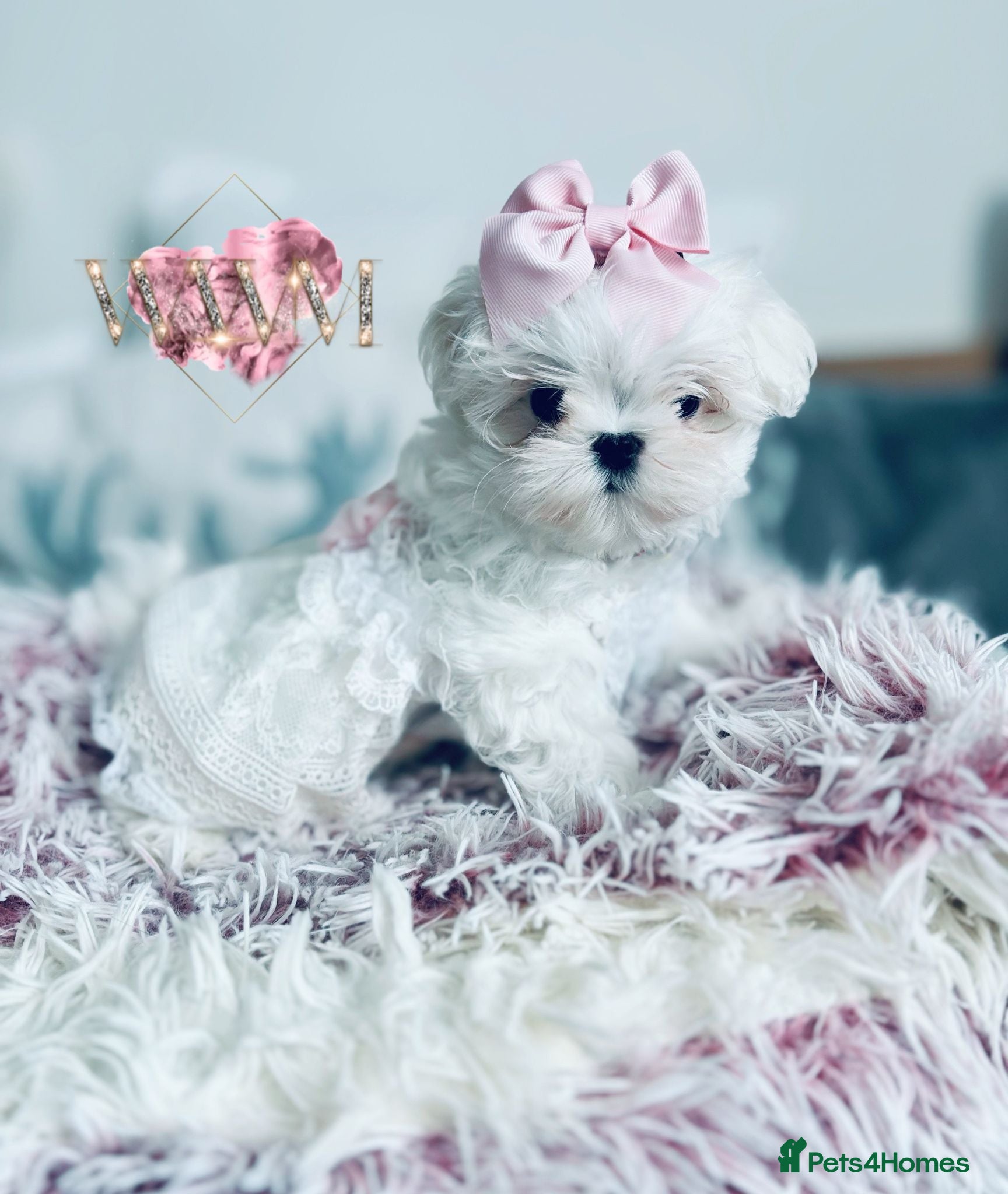 Maltese dogs 🩷Exclusive 🧬 DNA Tested 🧬 Full Korean Maltese🩵 - Advert 4