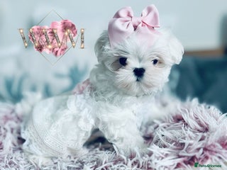 Maltese dogs 🩷Exclusive 🧬 DNA Tested 🧬 Full Korean Maltese🩵 - Advert 1