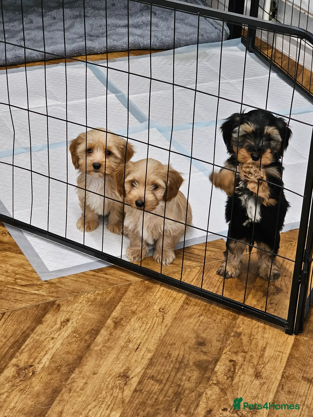 Mixed Breed dogs for sale: dashound×biewer terriers - Advert 11