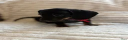 Miniature Dachshund dogs for sale: Beautiful litter of miniature dachshund pups - Advert 16