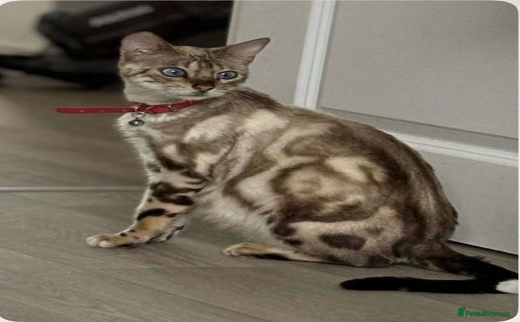 Bengal cats - Advert 1