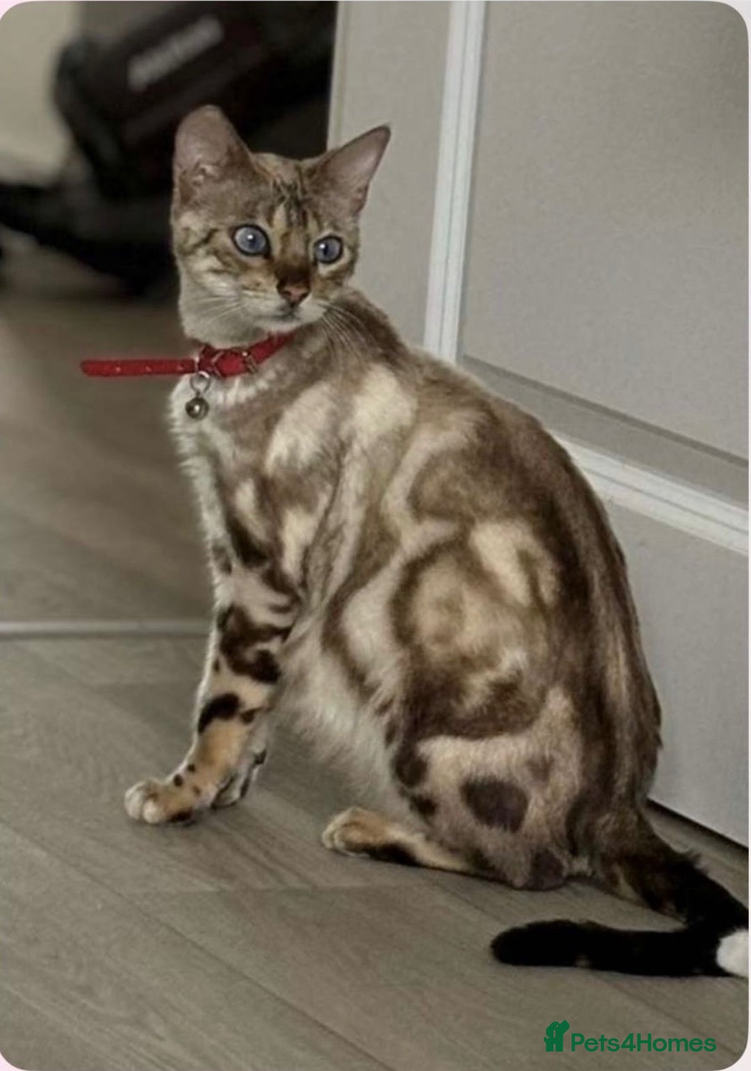 Bengal cats for sale: Beautiful bengal  - Image 1