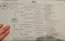 Cocker Spaniel dogs for sale: Gamekeeper bred kc reg working cocker puppys - Advert 15