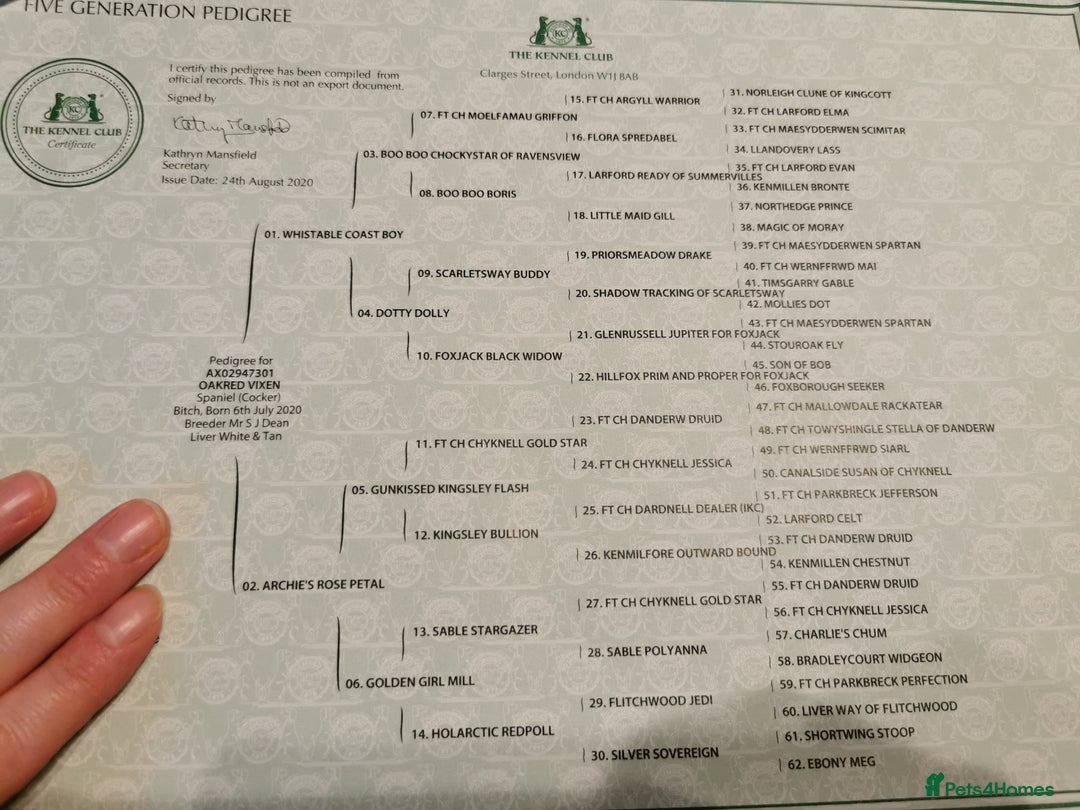 Cocker Spaniel dogs for sale: Gamekeeper bred kc reg working cocker puppys - Advert 15