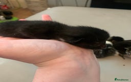 Mixed Breed cats for sale: 5 beautiful kittens all need loving homes - Advert 5