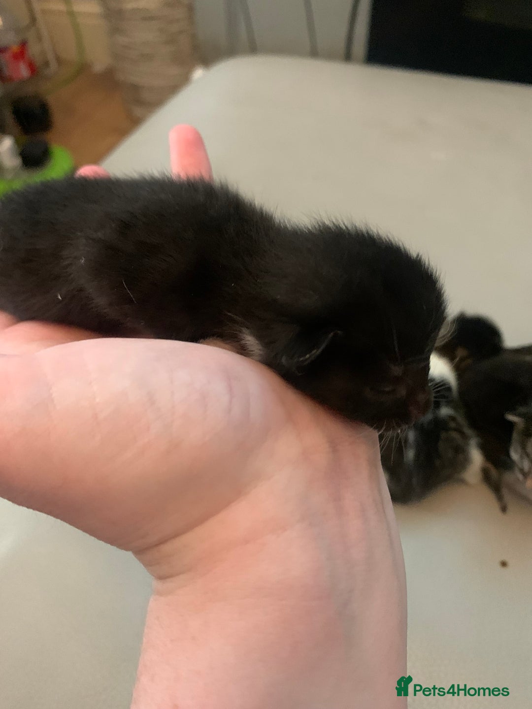 Mixed Breed cats for sale: 5 beautiful kittens all need loving homes - Advert 5