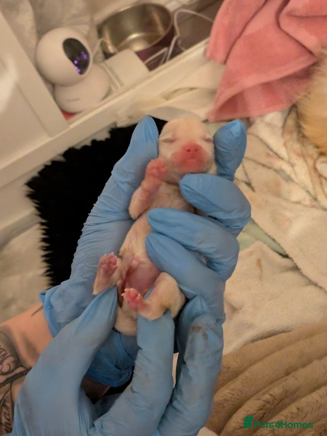 Pomeranian dogs for sale: Beautiful pure Pomeranians tiny babys - Advert 10