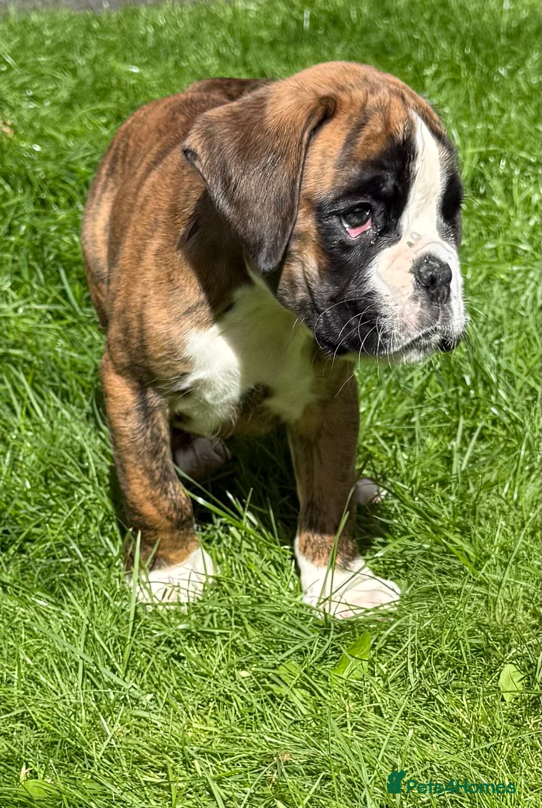 Boxer dogs for sale: Quality Boxer Puppies - Image 14