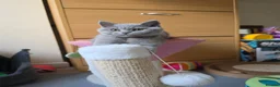 British Shorthair cats for sale: Only 1 burgundy boy left - Advert 8