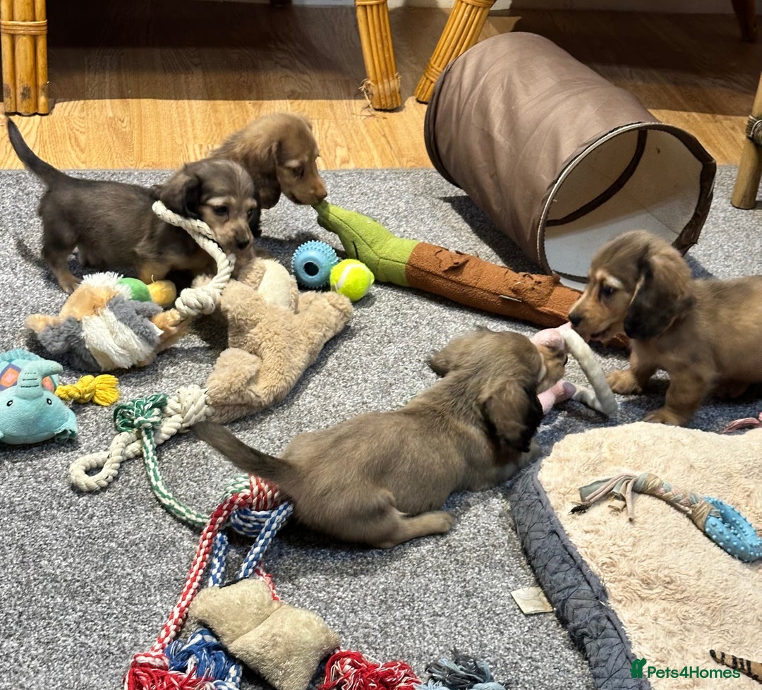 Miniature Dachshund dogs for sale: Gorgeous shaded cream pups - Image 9