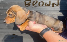 Miniature Dachshund dogs for sale: Quality Dachshund puppies - Image 8