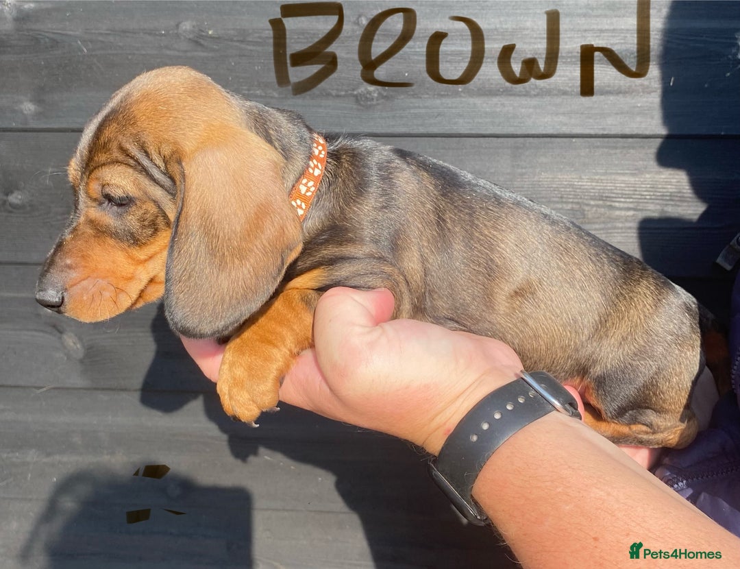 Miniature Dachshund dogs for sale: Quality Dachshund puppies - Image 8