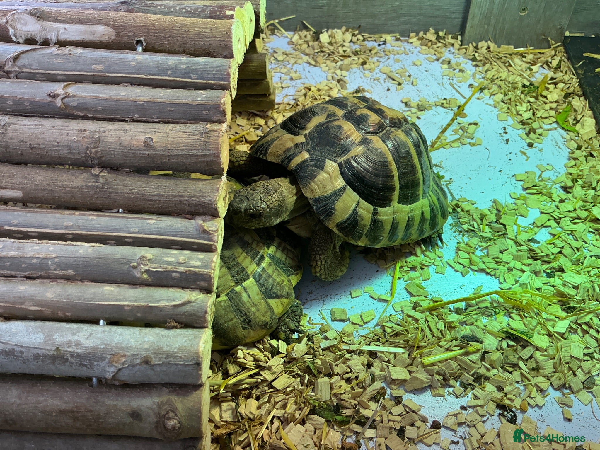 Hermann Tortoise reptiles Tortoise for sale - Advert 8