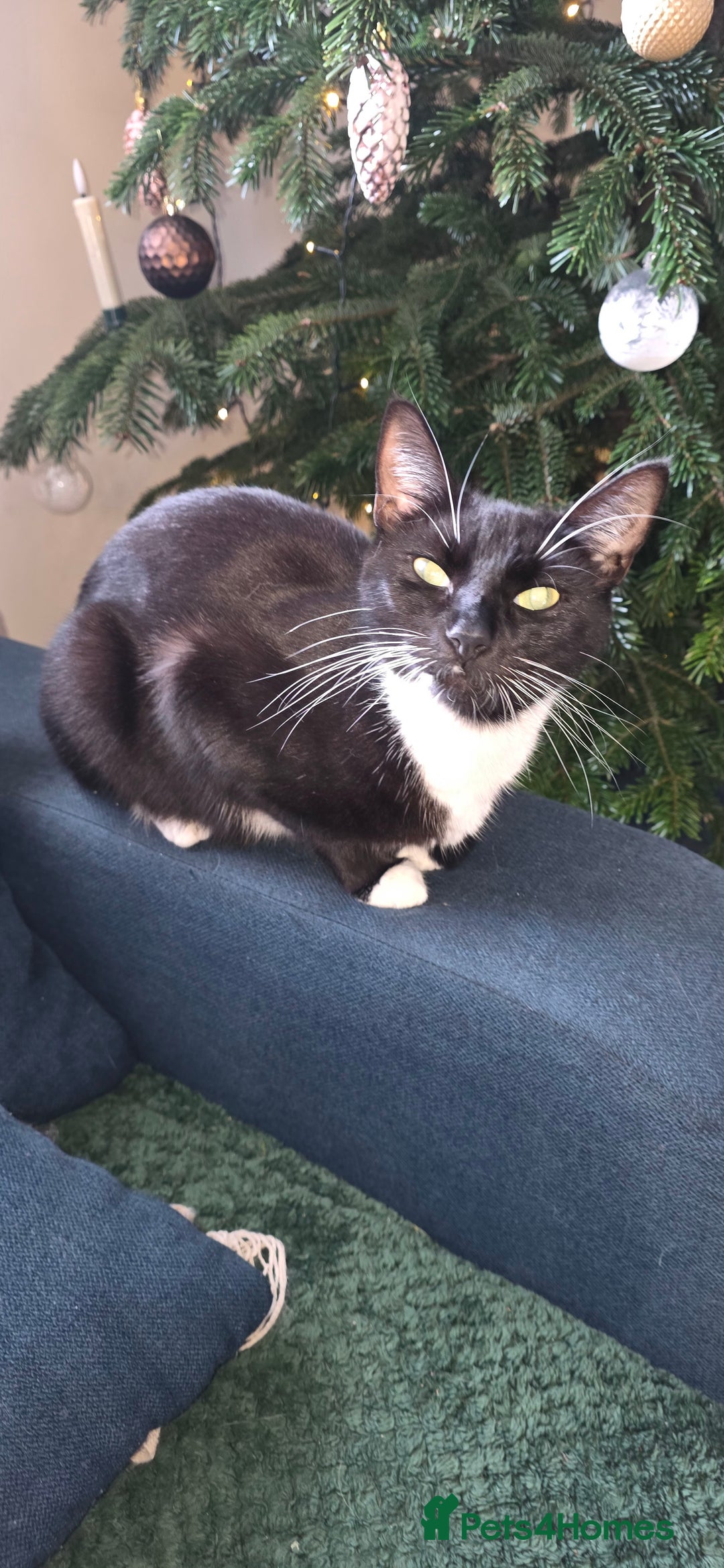 Mixed Breed cats for sale: Kittens  - Advert 1