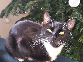 Mixed Breed cats Kittens - Advert 1