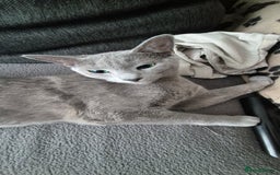 Russian Blue cats for sale: Pure Russian blue 💙  - Image 2