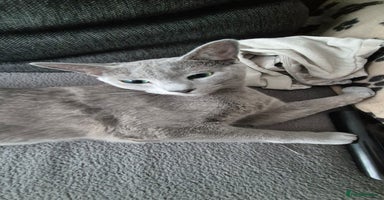 Russian Blue cats - Advert 6