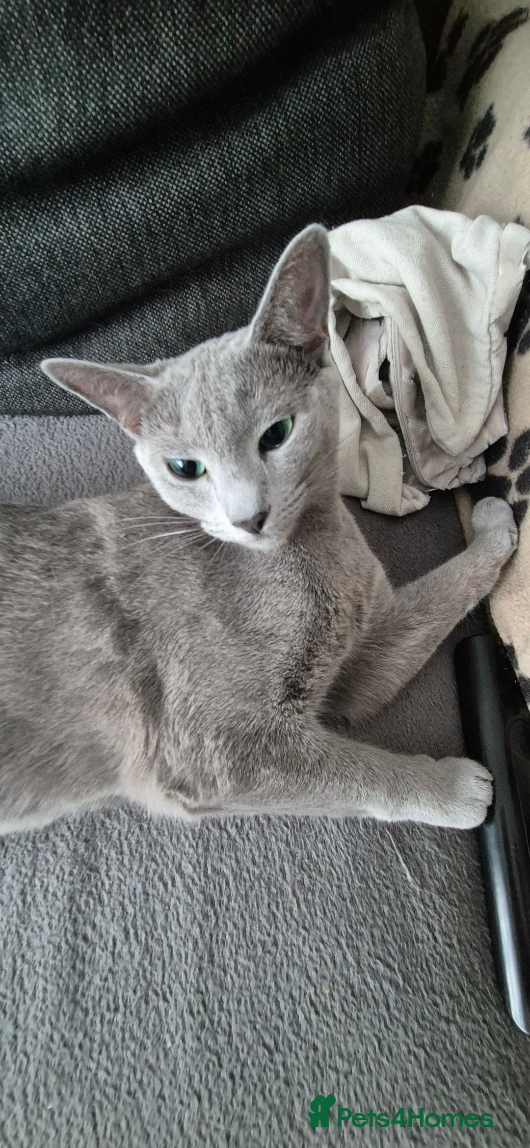 Russian Blue cats for sale: Pure Russian blue 💙  - Image 2