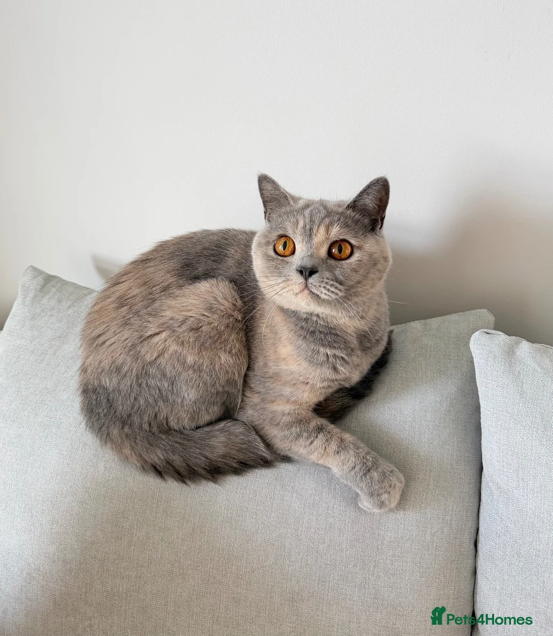 British Shorthair cats for sale: Beautiful Lilac British Shorthair Female – £650 - Advert 1