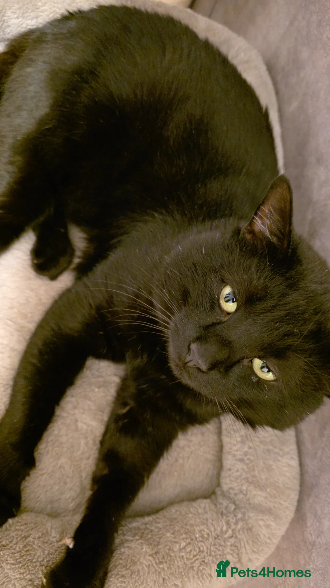 Domestic Shorthair cats for sale: 2 domestic shorthair cats, brothers, 3 years old - Advert 4