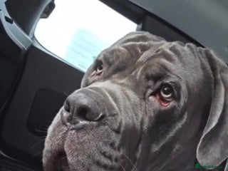 Cane Corso dogs for sale: Male cane corso 15 month old - Advert 1
