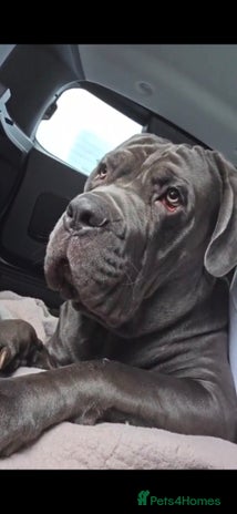 Cane Corso dogs Male cane corso 15 month old - Advert 1