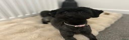 Lhasapoo dogs for sale: Phoebe - 1 year old Lhasapoo  - Advert 2