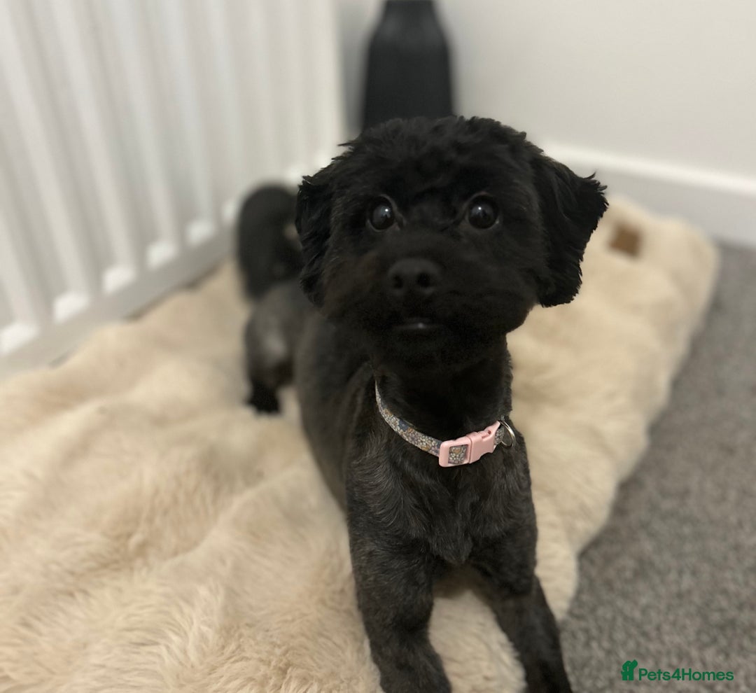 Lhasapoo dogs for sale: Phoebe - 1 year old Lhasapoo  - Advert 2