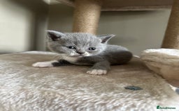 British Shorthair cats for sale: BEAUTIFUL BRITISH SHORTHAIR KITTENS - Image 20