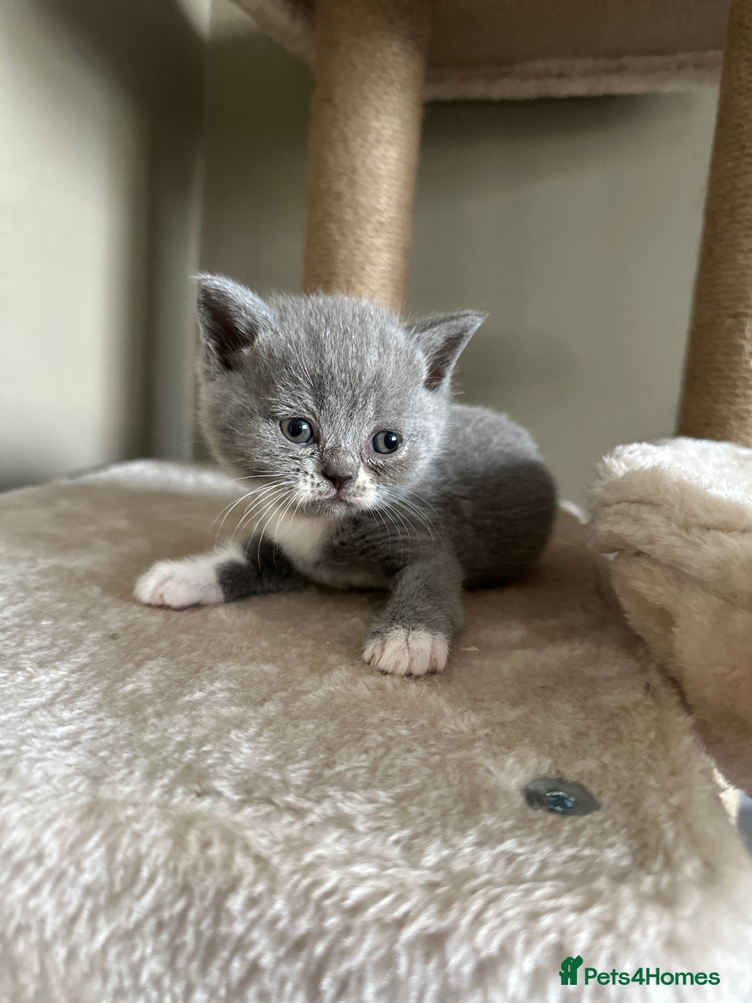 British Shorthair cats for sale: BEAUTIFUL BRITISH SHORTHAIR KITTENS - Image 20