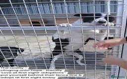 Mixed Breed dogs for adoption: Muppet, 18 months. Available for adoption. - Image 10