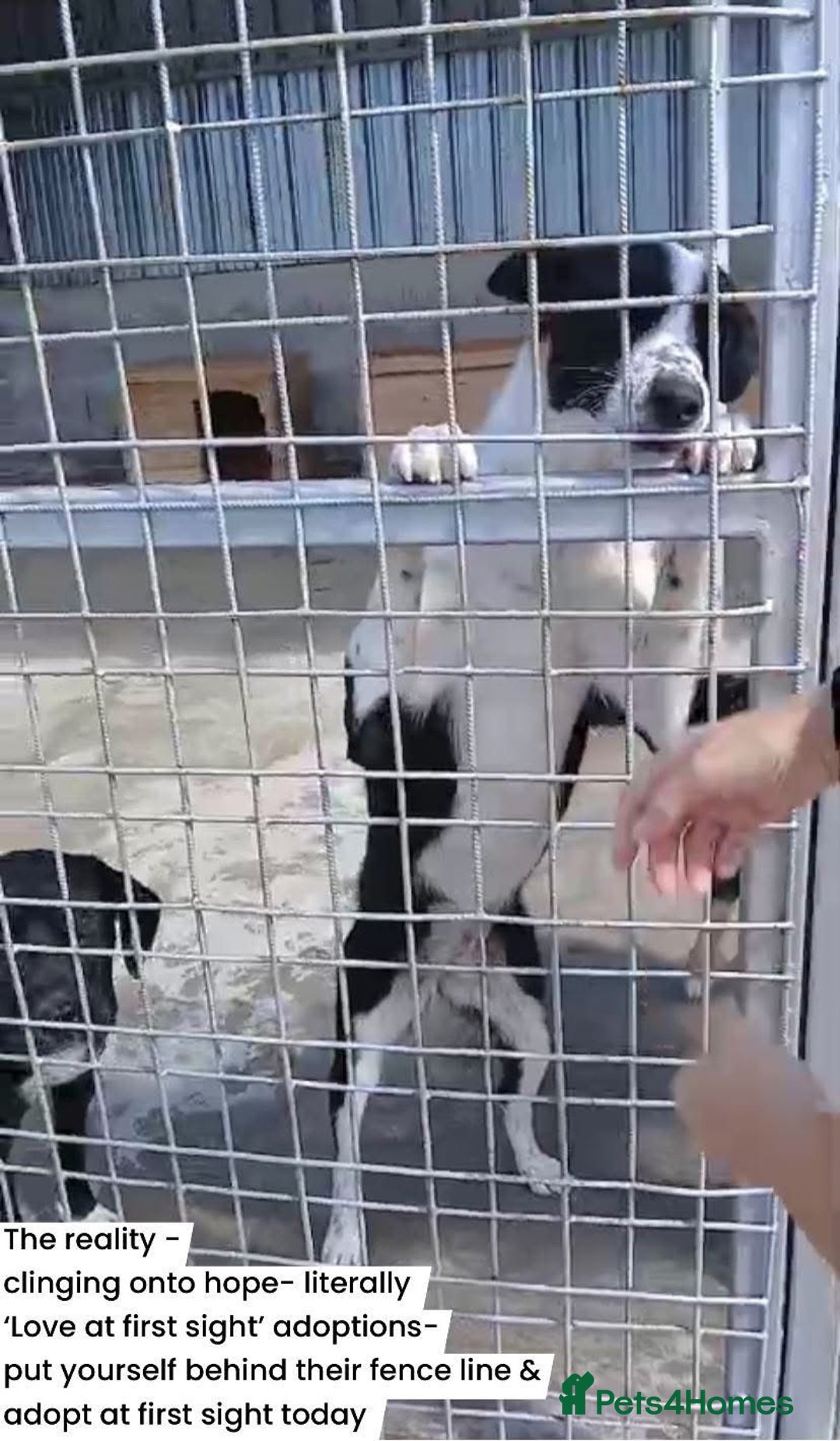 Mixed Breed dogs for adoption: Muppet, 18 months. Available for adoption. - Image 10