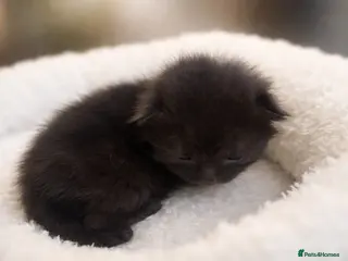 Norwegian Forest Cat cats Last boy left - Advert 1