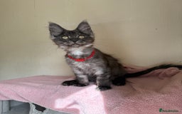 Maine Coon cats for sale: Pedigree GCCF Russian Import line Maine Coons - Image 33