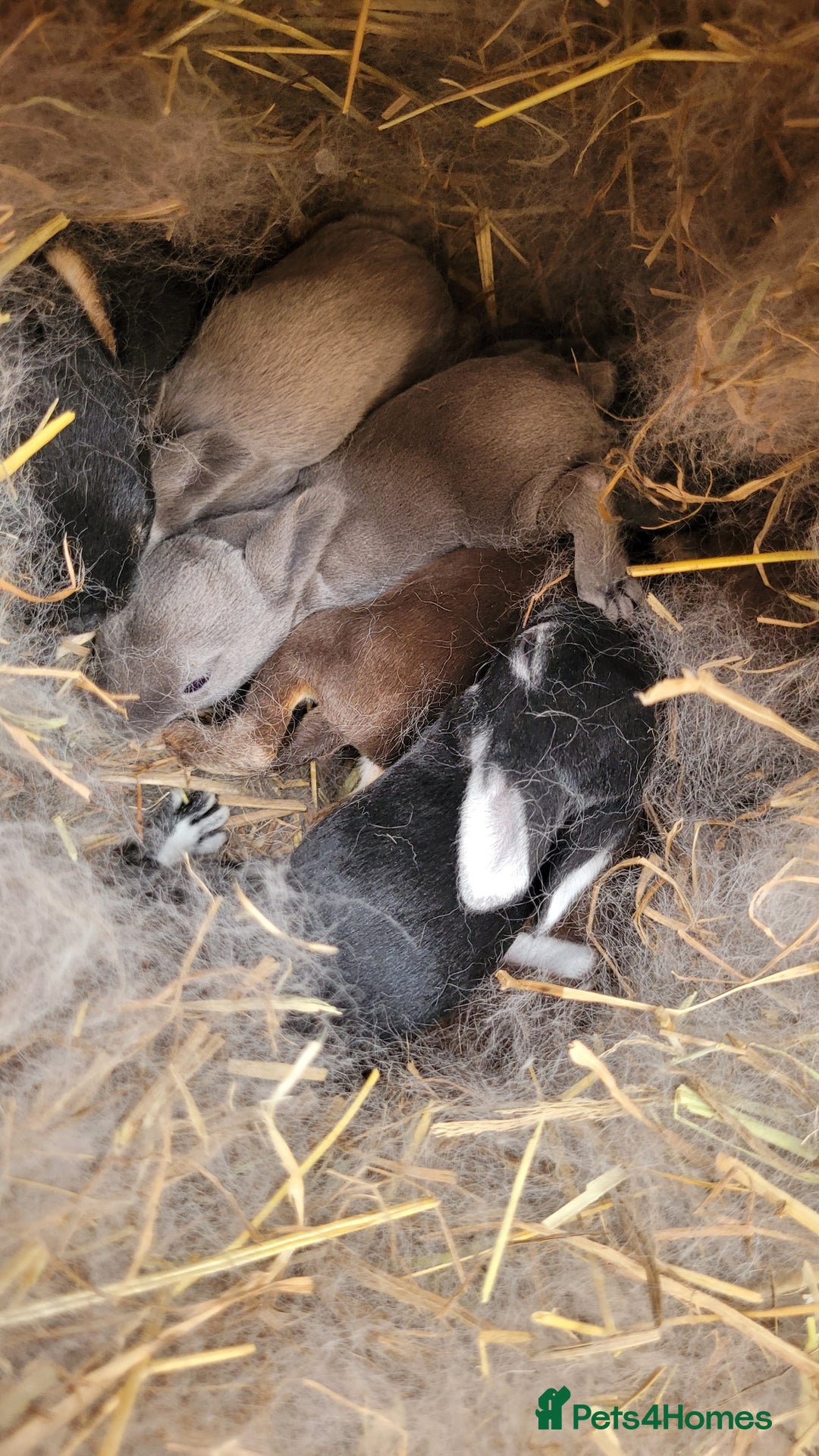 Rex rabbits for sale: Purebred Mini Rex babies - rainbow colours!  - Image 5